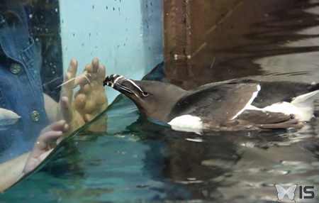 Les petits pingouins appartiennent à la famille des alcidés 